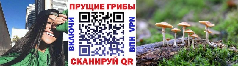 Псилоцибиновые грибы Psilocybe  Онега 
